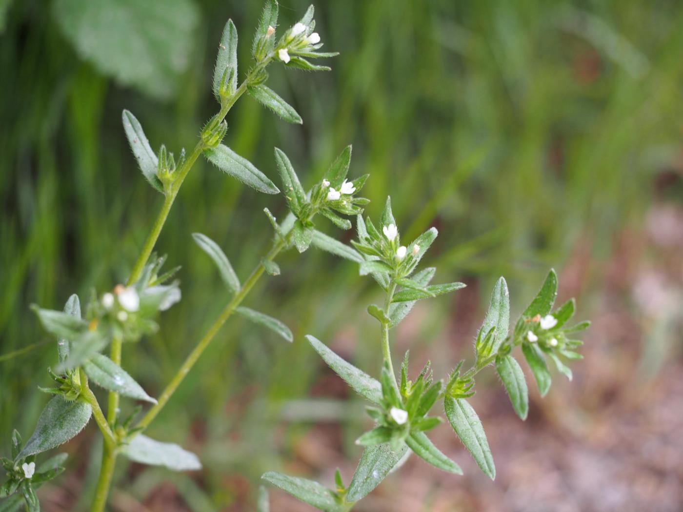 Gromwell plant